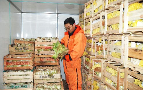 Using Cold Storage to Preserve Cabbage